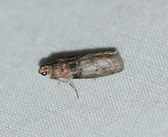 Sciota vetustella