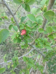 Tetraneura caerulescens