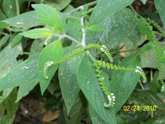 Heliotropium rufipilum