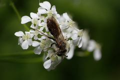 Syrphidae