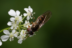 Syrphidae
