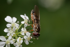 Syrphidae