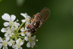 Syrphidae