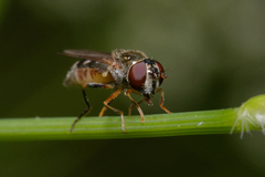 Syrphidae
