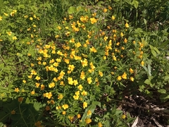 Ranunculus cassubicus