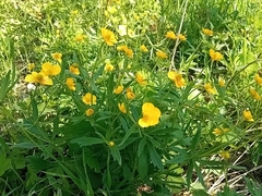 Ranunculus cassubicus