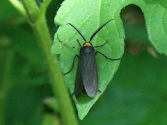 Cisseps fulvicollis