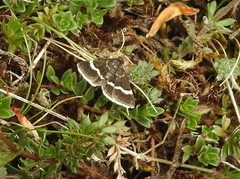 Pyrausta cingulata
