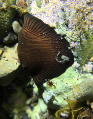 Actinia striata