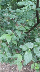 Cornus mas