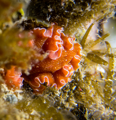 Yungia aurantiaca