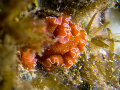Yungia aurantiaca