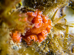 Yungia aurantiaca
