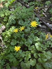 Ficaria verna