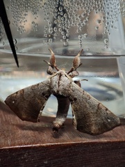 Apatelodes torrefacta