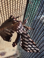 Apatelodes torrefacta