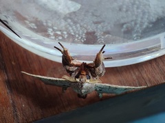 Apatelodes torrefacta