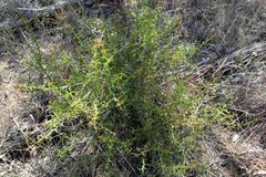 Acacia triptera