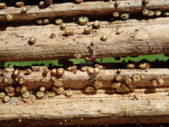 Trichopeziza mollissima