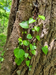 Hedera pastuchovii