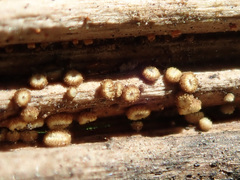 Trichopeziza mollissima