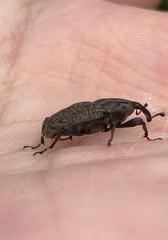 Sphenophorus cariosus