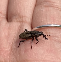 Sphenophorus cariosus