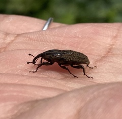 Sphenophorus cariosus