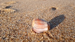 Olivancillaria urceus