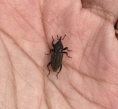 Sphenophorus cariosus