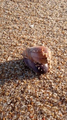Olivancillaria urceus