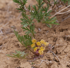 Lomatium concinnum