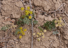 Lomatium concinnum