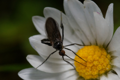 Empis pennipes