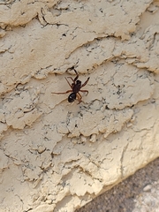 Asagena americana