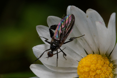 Empis pennipes