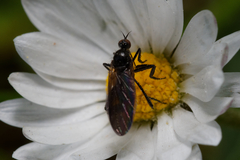 Empis pennipes