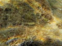 Microlipophrys dalmatinus