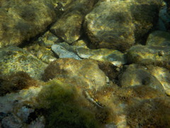 Microlipophrys adriaticus