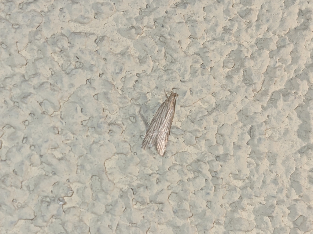 Helcystogramma lineolella
