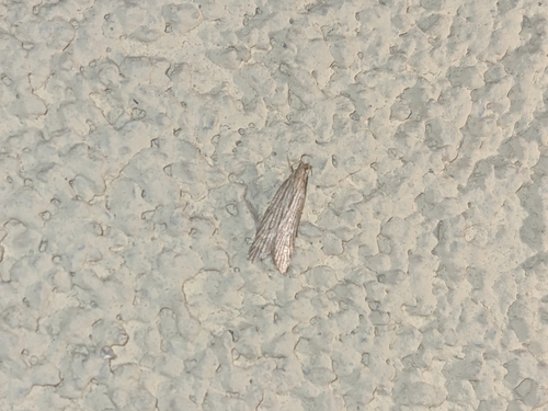 Helcystogramma lineolella