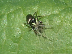 Heliophanus auratus