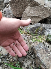 Poa paucispicula