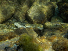 Microlipophrys adriaticus