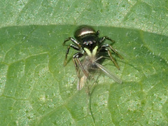 Heliophanus auratus