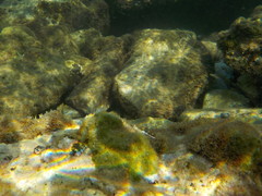 Microlipophrys adriaticus