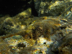 Microlipophrys adriaticus