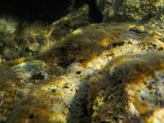 Microlipophrys adriaticus