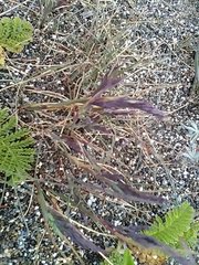 Festuca ammobia