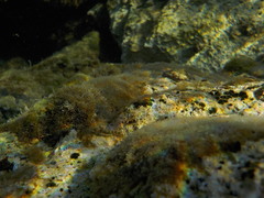 Microlipophrys adriaticus